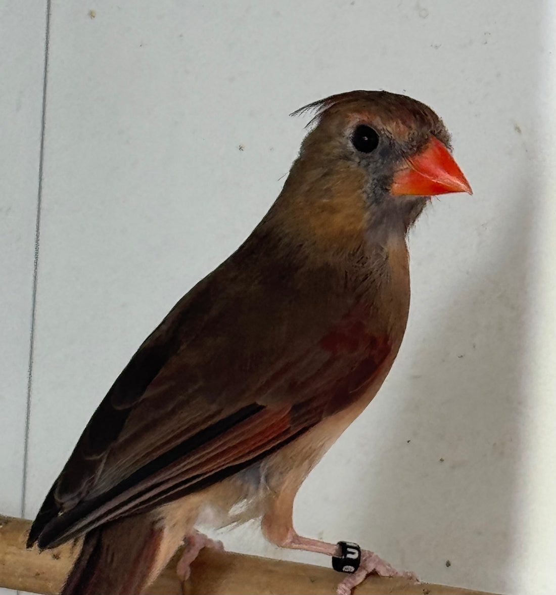 Northern Cardinal Care Guide: Aviary Housing, Diet and UK Rules