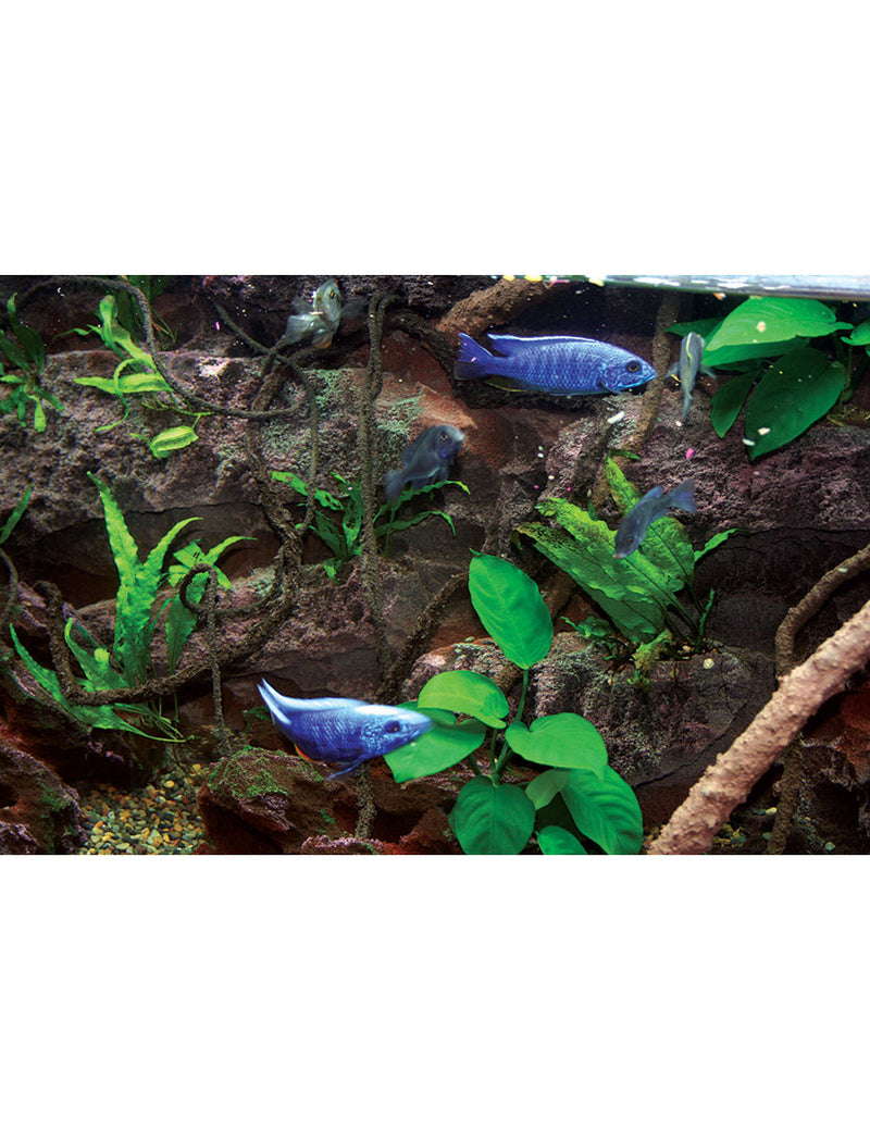 Rocky Shoals Aquarium Background installed in a 10 gallon aquarium