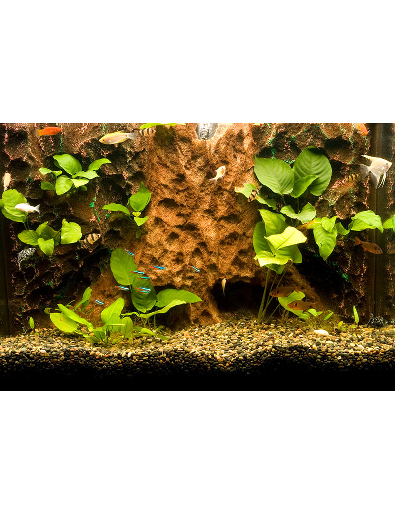Tree Trunk Tropics Aquarium Background installed in a 10 gallon aquarium