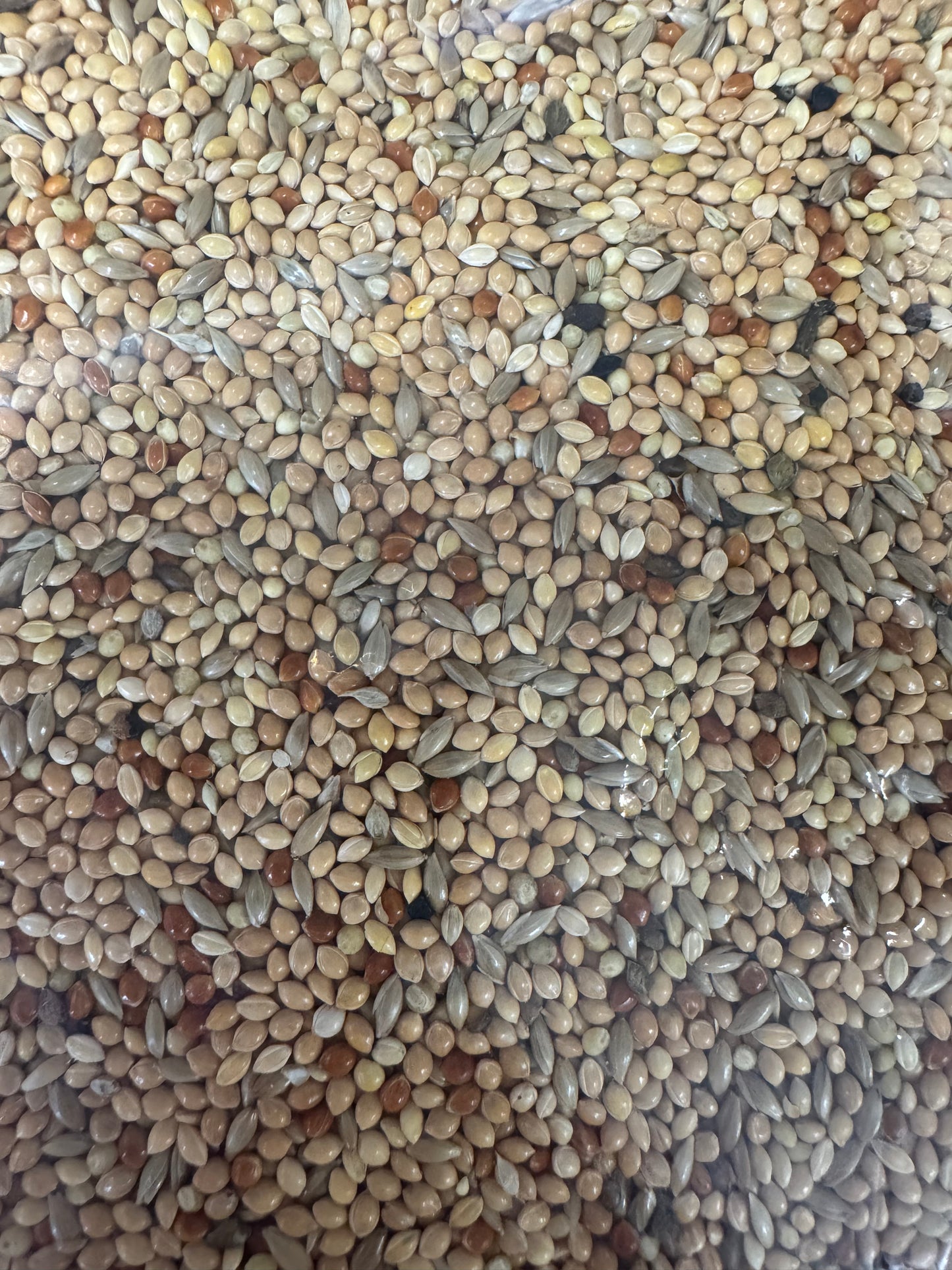 Bestpets Budgie Special