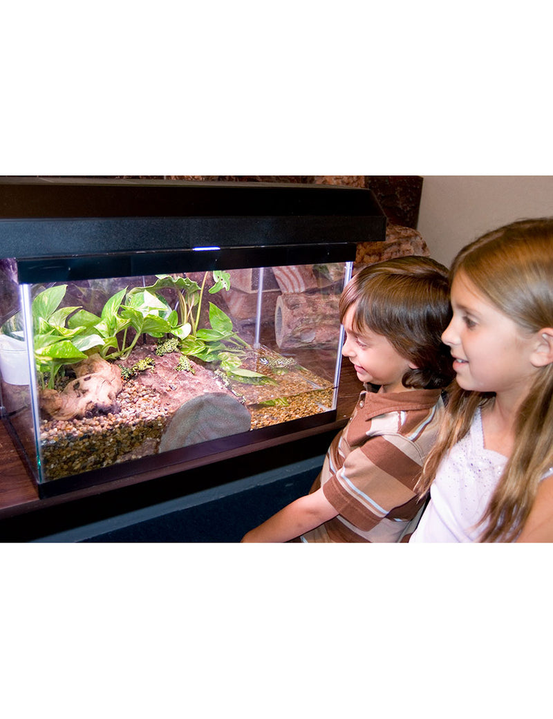 Log Landing basking area installed in a 10 gallon terrarium