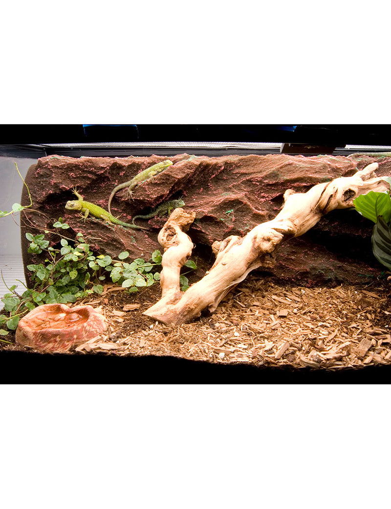 Rock Ridge Vivarium Background installed in a 10 gallon terrarium