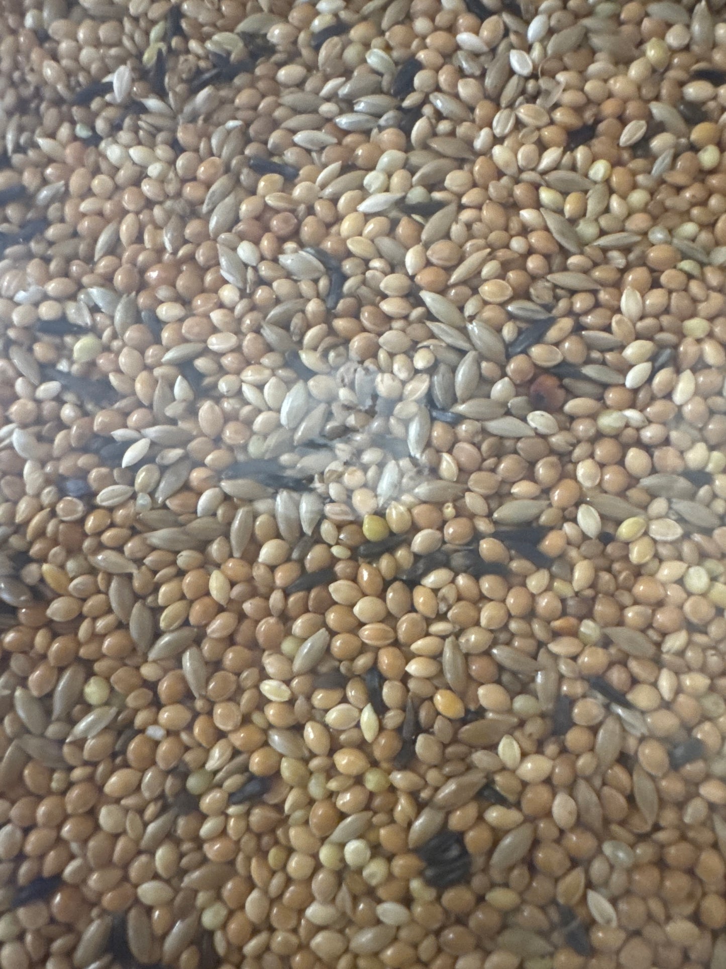 Bestpets Foreign Finch