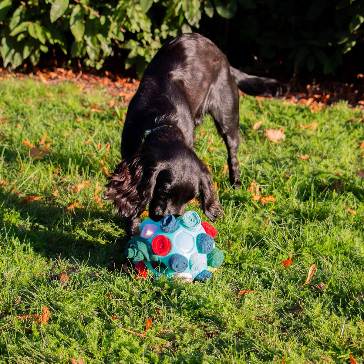 Ancol Orva Interactive Snuffle Ball - second angle