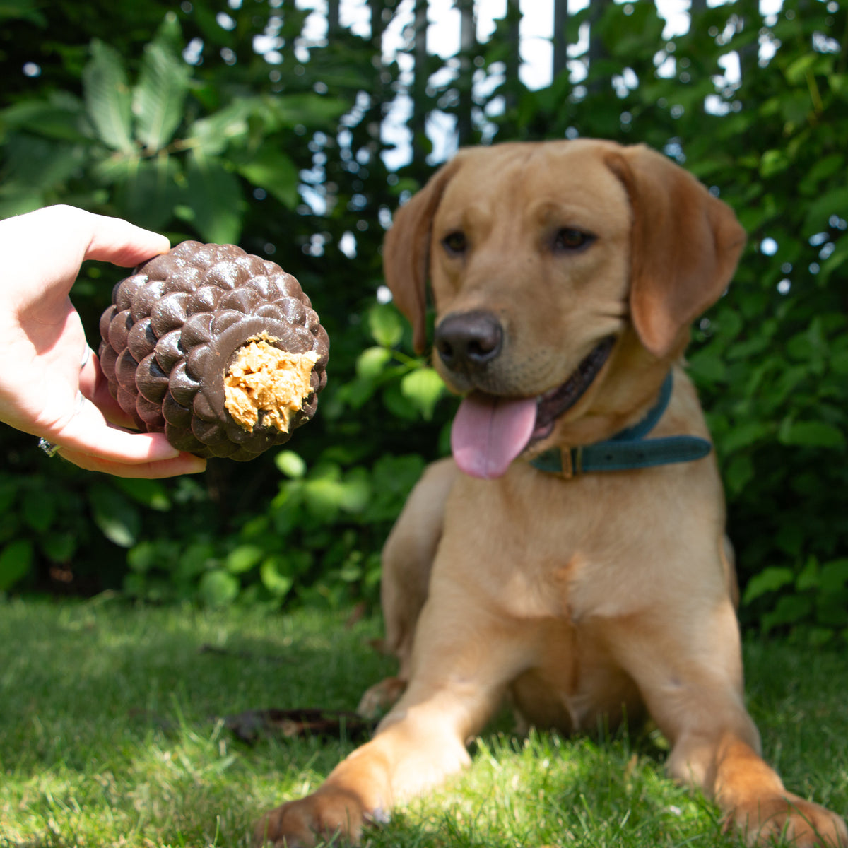Ancol Orva Pine Cone - second angle