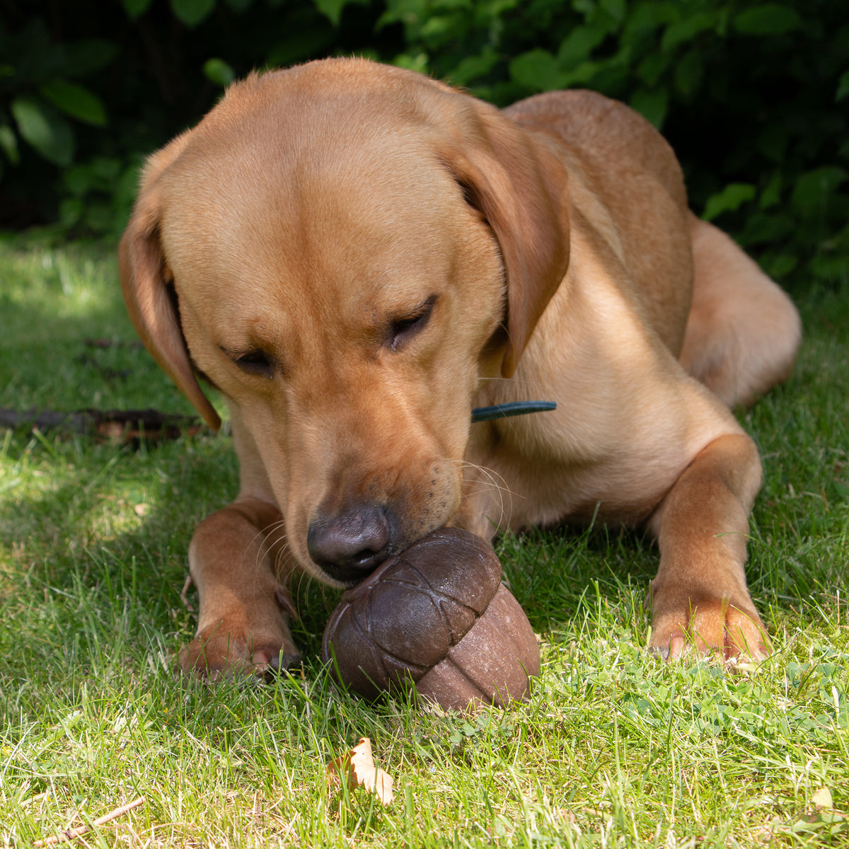 Ancol Orva Acorn Dog Treat Toy - second angle