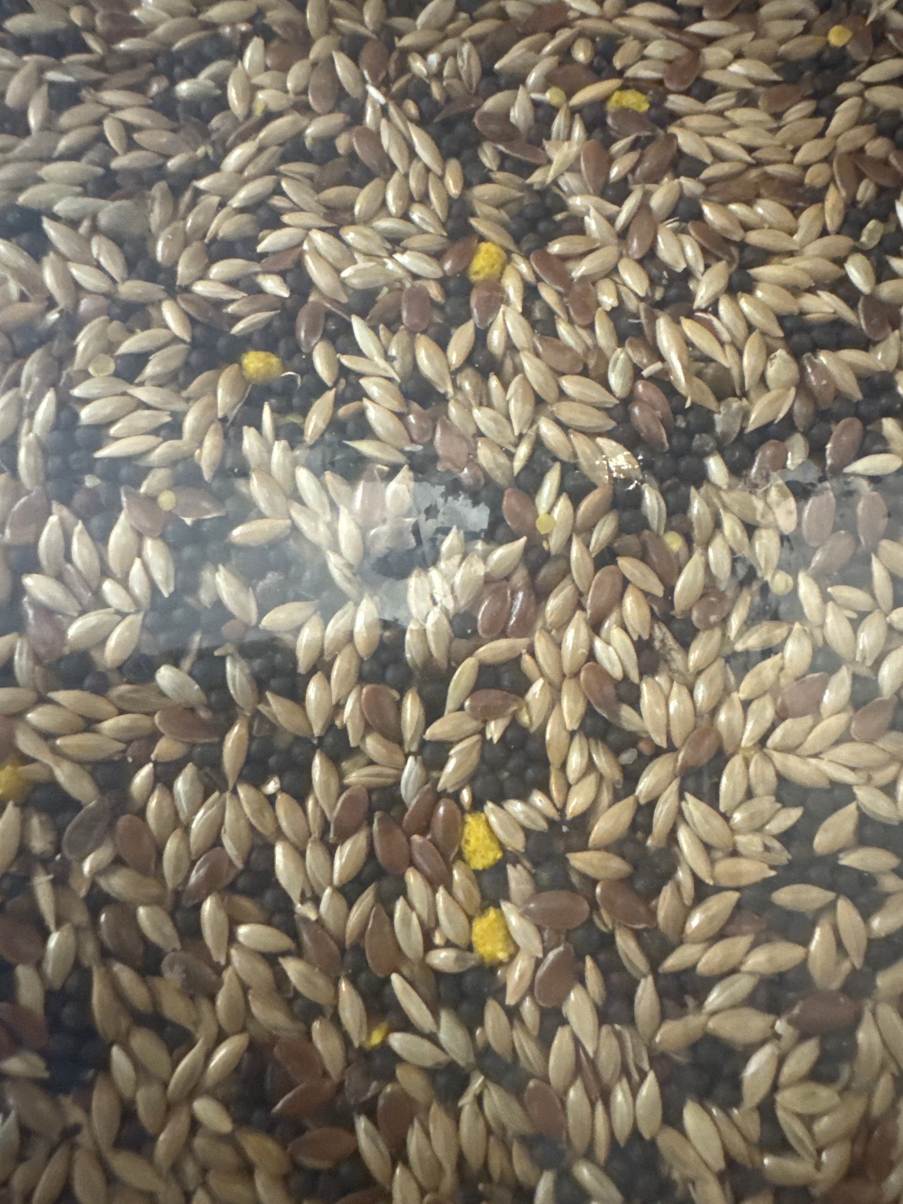 Bestpets Mixed Canary