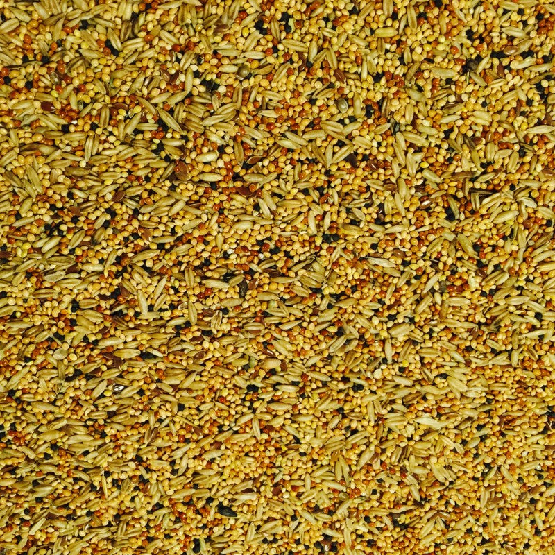 Buckton Budgie Tonic