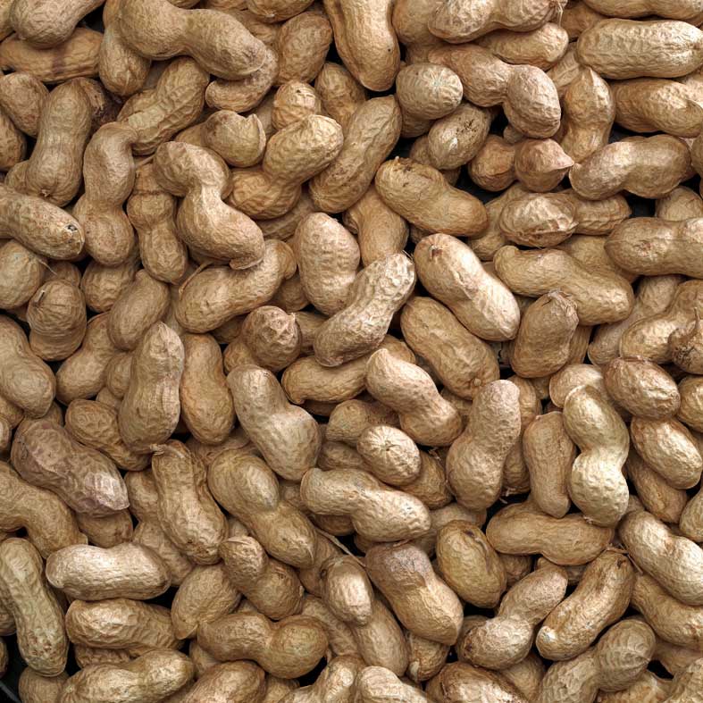 A scoop of whole Bucktons peanuts in shells, showing the clean, light-brown monkey nuts ready for bird or wildlife feeding at Fur & Feathers Grimsby.