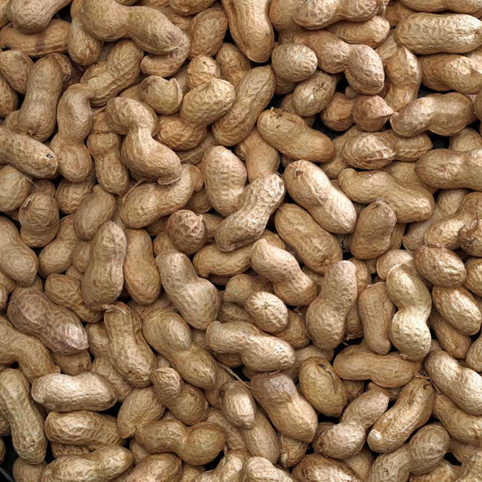 A scoop of whole Bucktons peanuts in shells, showing the clean, light-brown monkey nuts ready for bird or wildlife feeding at Fur & Feathers Grimsby.