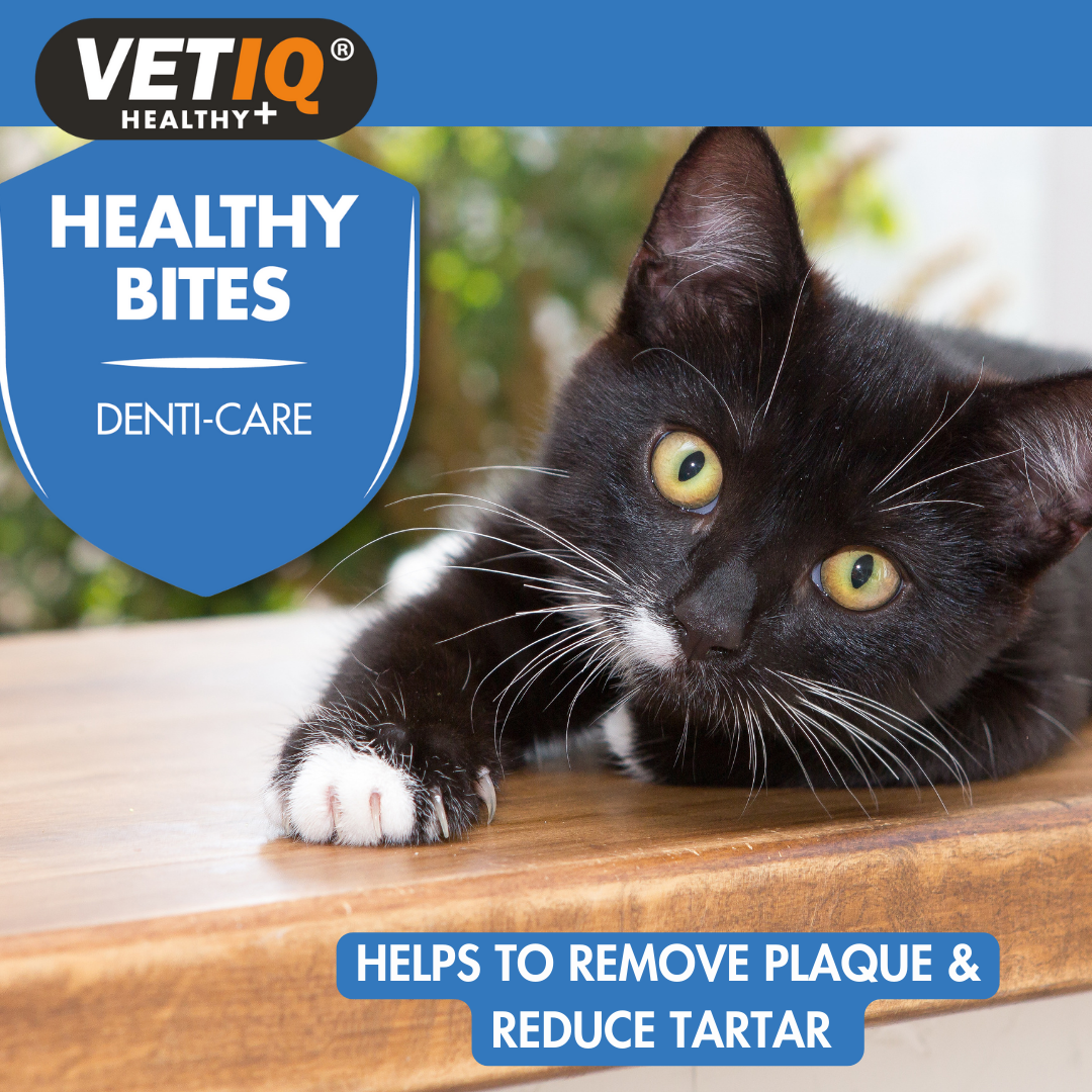 VETIQ Healthy Bites Denti-Care for cats lifestyle