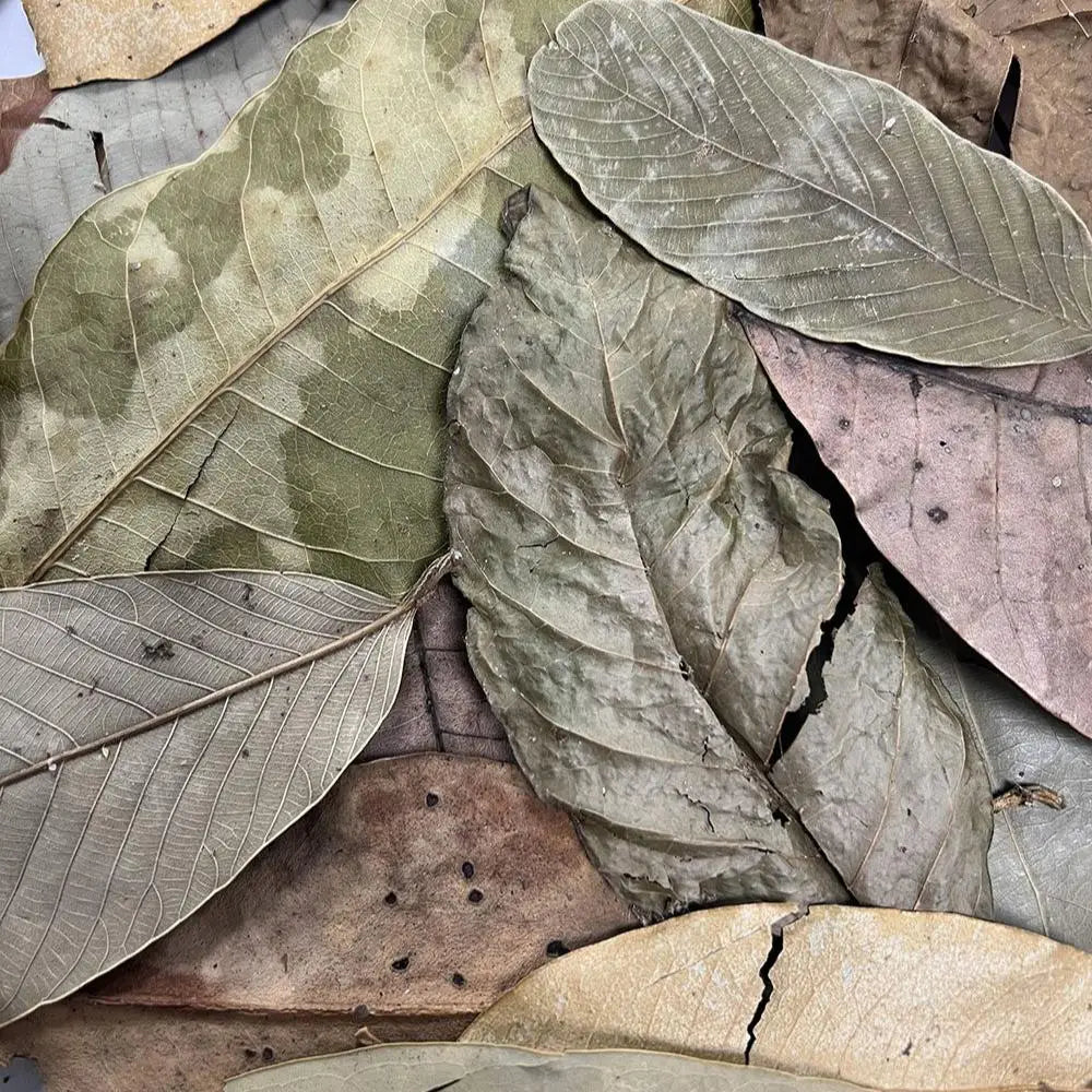 ProRep Bio Life Leaf Litter Jungle close-up